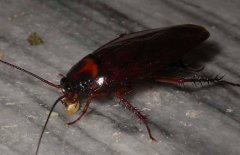 常见的蟑螂种类有哪些？