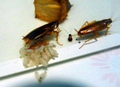 室内蟑螂为什么越来越多呢？