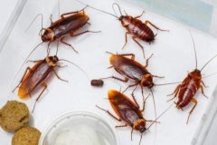 蟑螂药对孕妇有害吗？