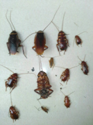 怎样灭蟑螂对孕妇和宝宝没有影响？