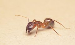 蚂蚁防治知识,灭蚂蚁方法与治理方案